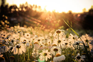 photo-wallpaper-daisies-at-sunset