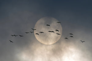 photo-wallpaper-flock-against-glowing-sun
