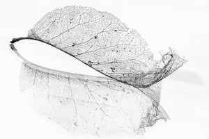 photo-wallpaper-the-old-leaf-x