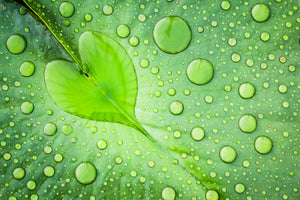 photo-wallpaper-heart-leaf-dew-drops
