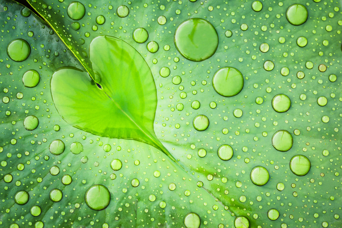 photo-wallpaper-heart-leaf-dew-drops