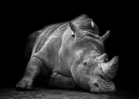 photo-wallpaper-powerful-resting-rhino