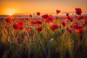 photo-wallpaper-poppies-in-a-wheat-field-at-sunrise