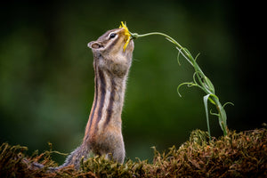 photo-wallpaper-squirrel-with-a-flower