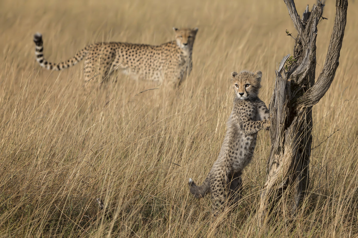 photo-wallpaper-curious-cub-in-savanna