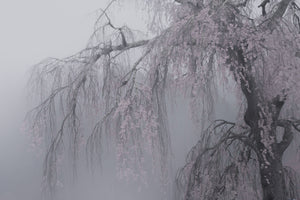 photo-wallpaper-ethereal-cherry-tree