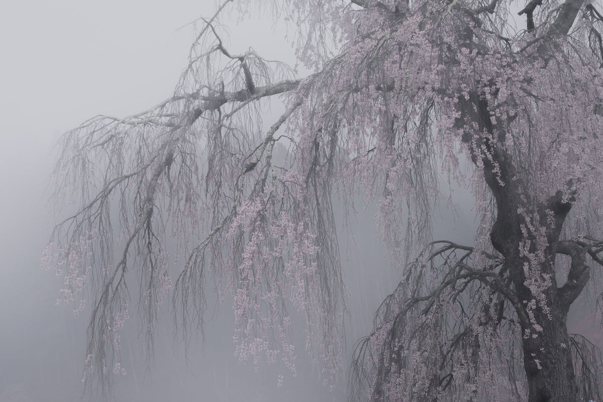 photo-wallpaper-ethereal-cherry-tree