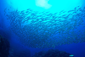 photo-wallpaper-fish-world