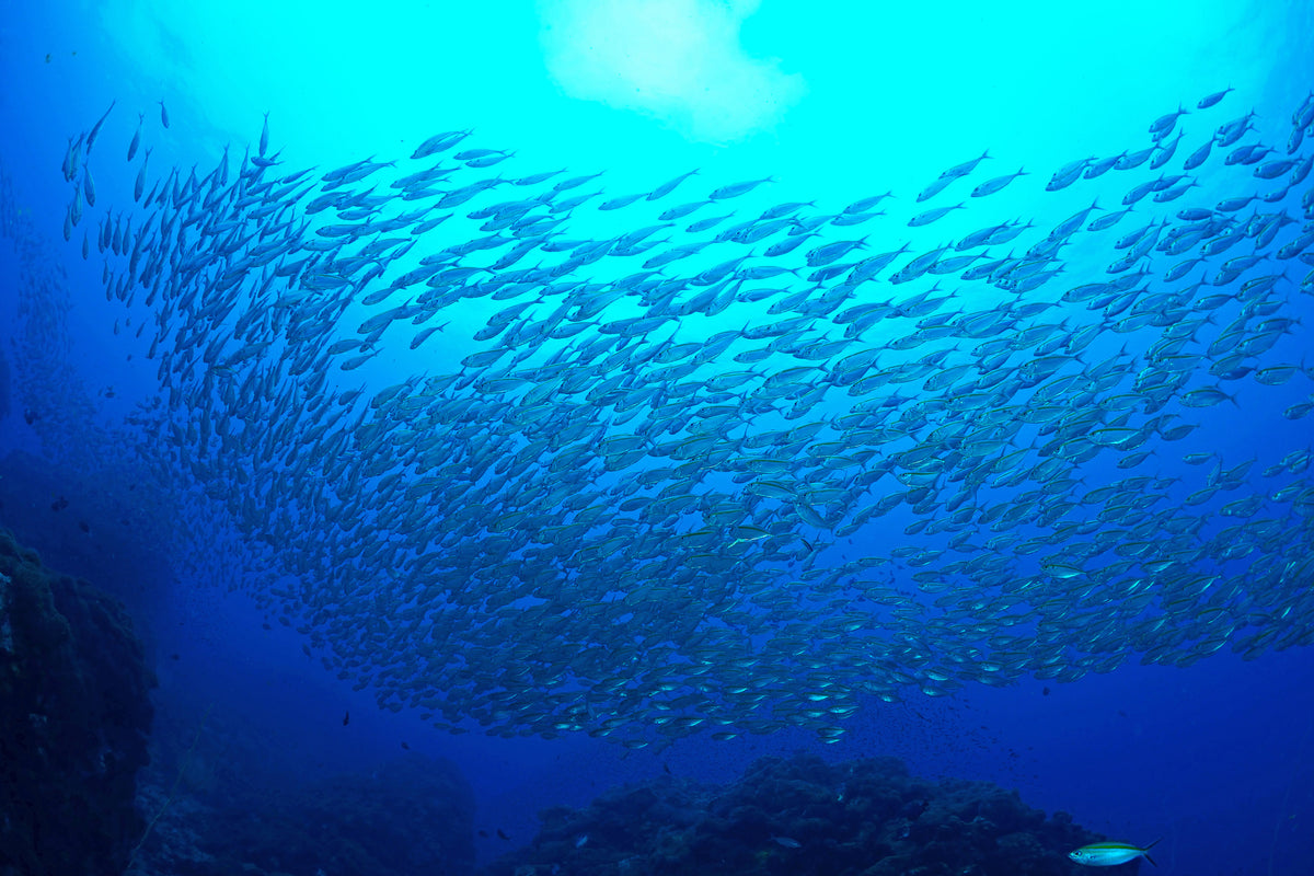 photo-wallpaper-fish-world