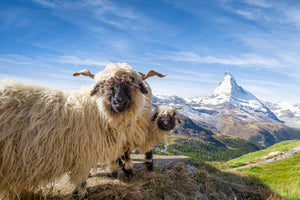 photo-wallpaper-sheep-and-peaks-in-valais