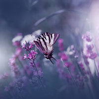 photo-wallpaper-lavender-queen-x