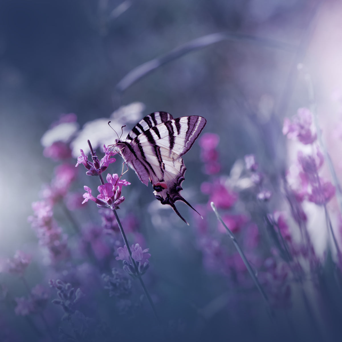 photo-wallpaper-lavender-queen-x