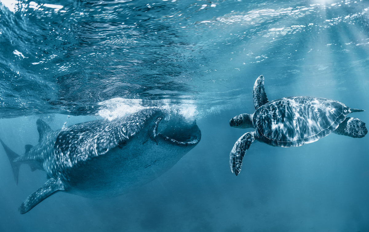 photo-wallpaper-whale-shark-turtle-swim