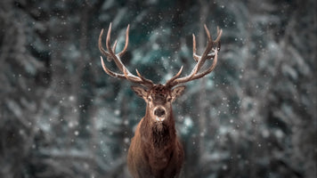 photo-wallpaper-red-deer-in-the-winter-snow-forest