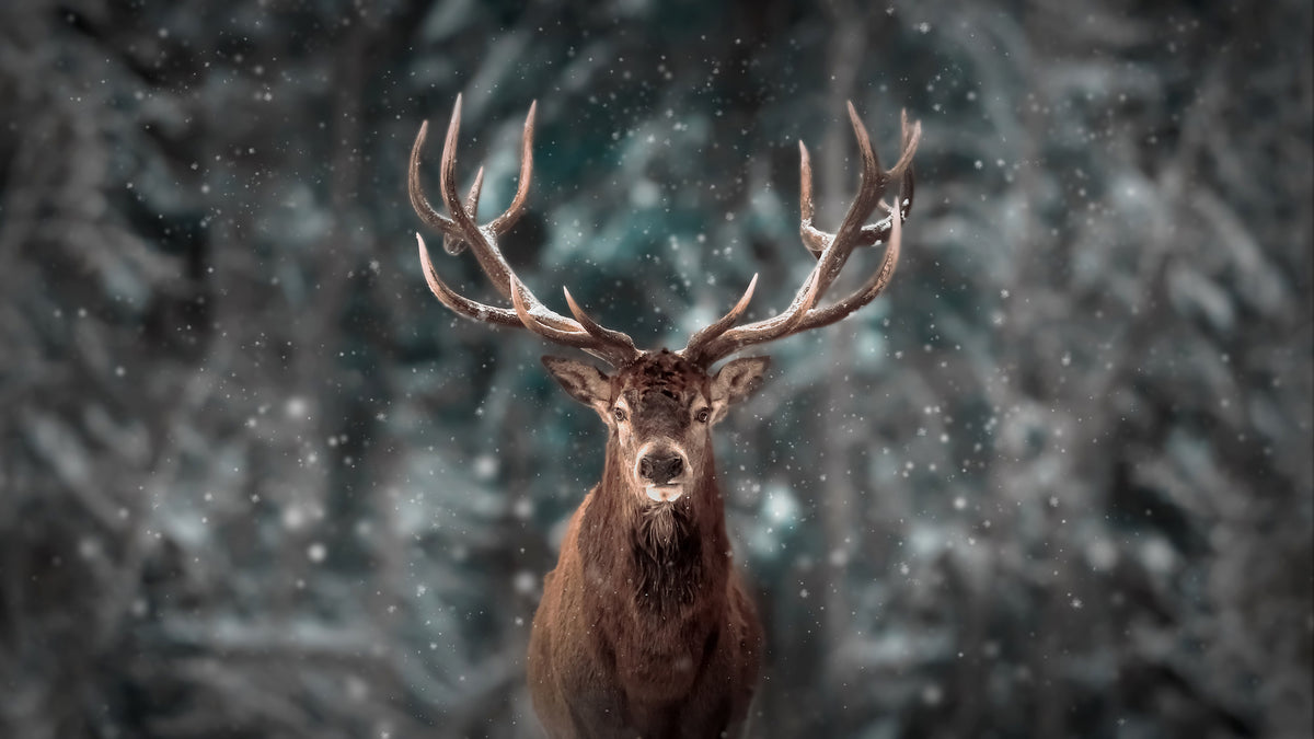 photo-wallpaper-red-deer-in-the-winter-snow-forest