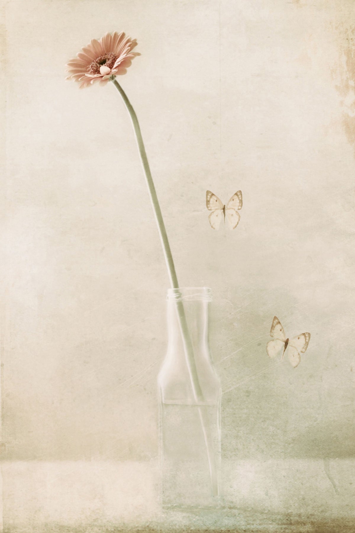 photo-wallpaper-miss-daisy