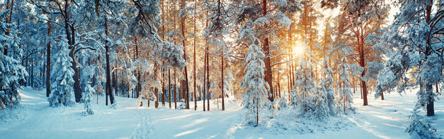 photo-wallpaper-silent-trail-in-the-white-forest