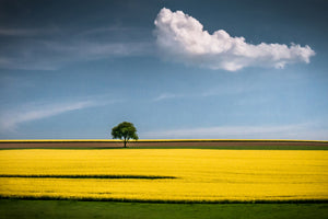 photo-wallpaper-the-tree-and-the-cloud-x