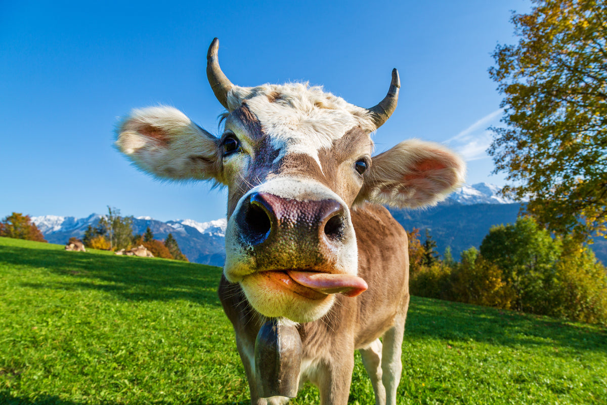 photo-wallpaper-cow-on-the-alp