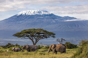 photo-wallpaper-3-elephants-in-front-of-kilimanjaro