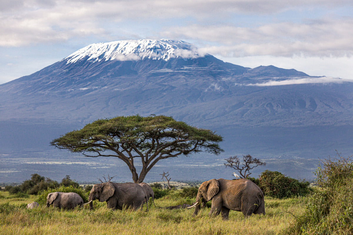 photo-wallpaper-3-elephants-in-front-of-kilimanjaro