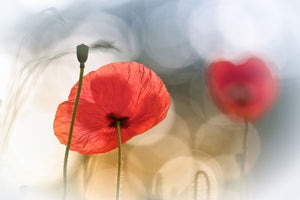 photo-wallpaper-morning-poppies-x