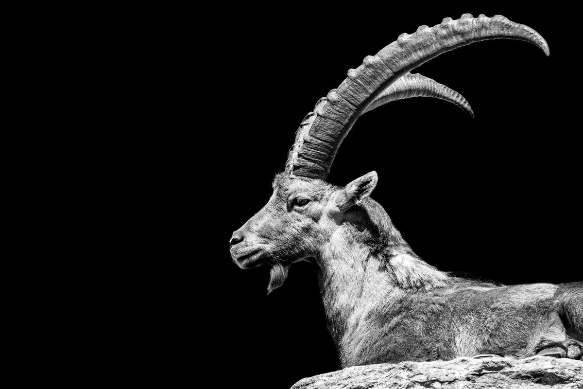 photo-wallpaper-capricorn