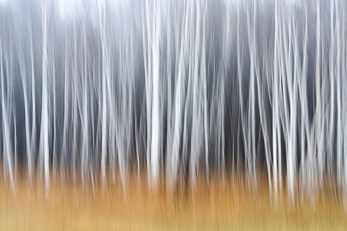 photo-wallpaper-golden-forest-impression