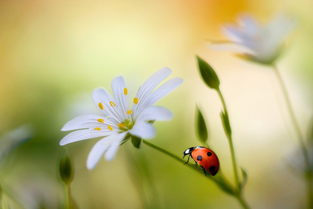 photo-wallpaper-summer-beauties-x
