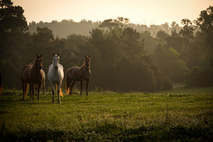photo-wallpaper-wild-horses-in-the-mountains-at-sunrise