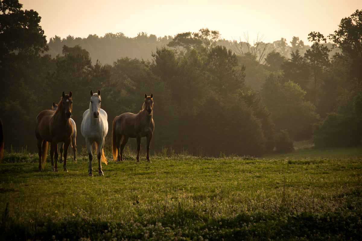 photo-wallpaper-wild-horses-in-the-mountains-at-sunrise