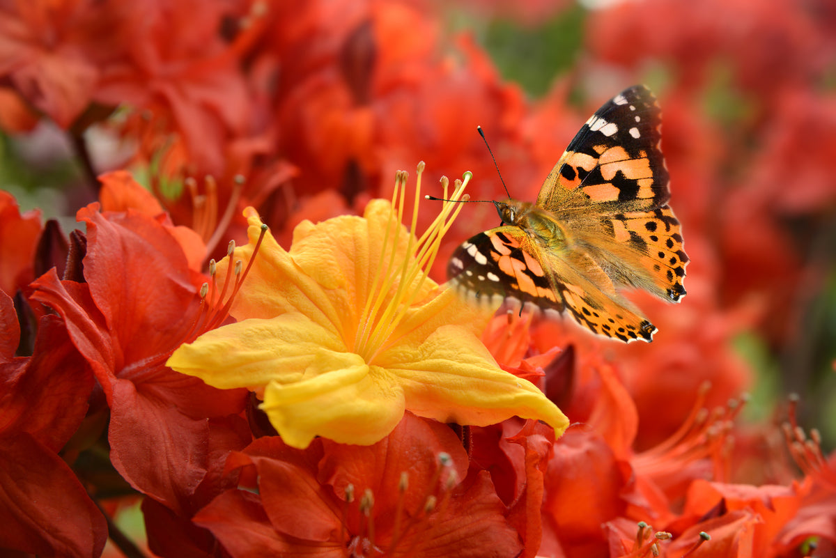 photo-wallpaper-butterfly-498