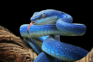 photo-wallpaper-blue-viper-snake-closeup-face-2