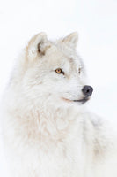 photo-wallpaper-portrait-of-an-arctic-wolf-x