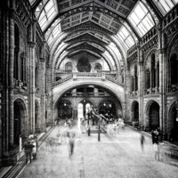 photo-wallpaper-natural-history-museum-of-london-x