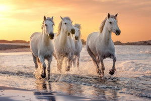 photo-wallpaper-strength-and-friendship-in-the-wind