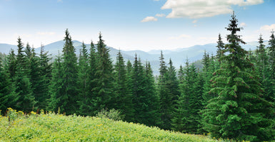 photo-wallpaper-beautiful-pine-trees