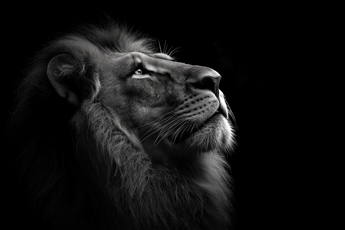 photo-wallpaper-lion-in-profile-gazing-upward-in-black-and-white-against-deep-darkness
