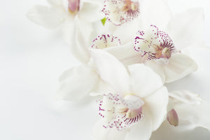 photo-wallpaper-fantastic-orchids