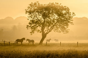 photo-wallpaper-golden-horses-x