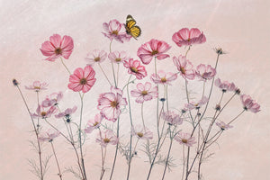 photo-wallpaper-pink-cosmos-butterfly