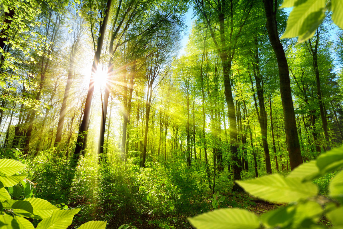 photo-wallpaper-sunlit-deciduous-trees-in-the-forest