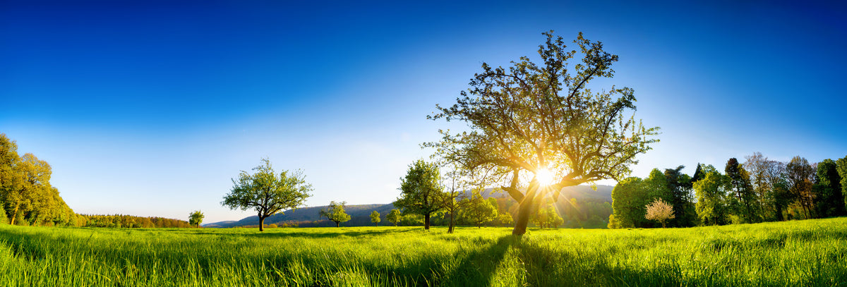 photo-wallpaper-sunburst-behind-an-old-tree-on-a-glowing-green-spring-meadow