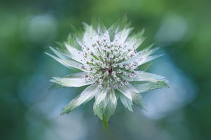 photo-wallpaper-astrantia-x