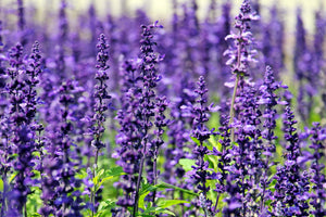 photo-wallpaper-xl-lavender