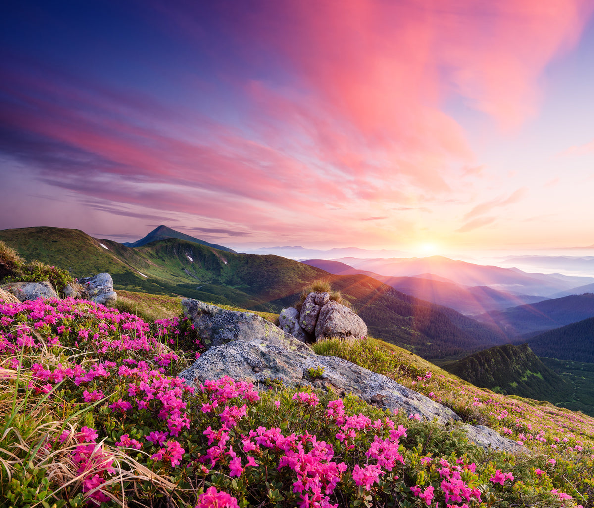 photo-wallpaper-summer-landscape-with-flowers-in-the-mountains