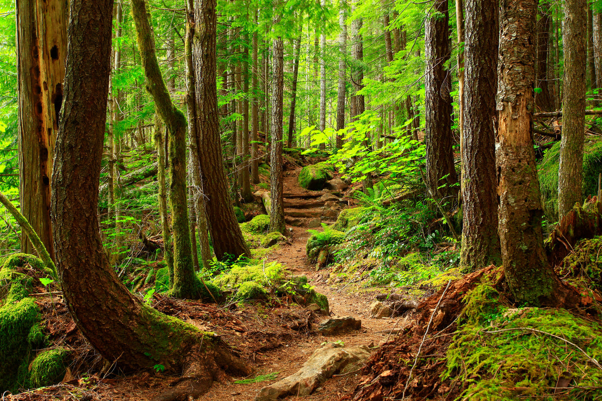 photo-wallpaper-a-picture-of-an-pacific-northwest-forest-trail