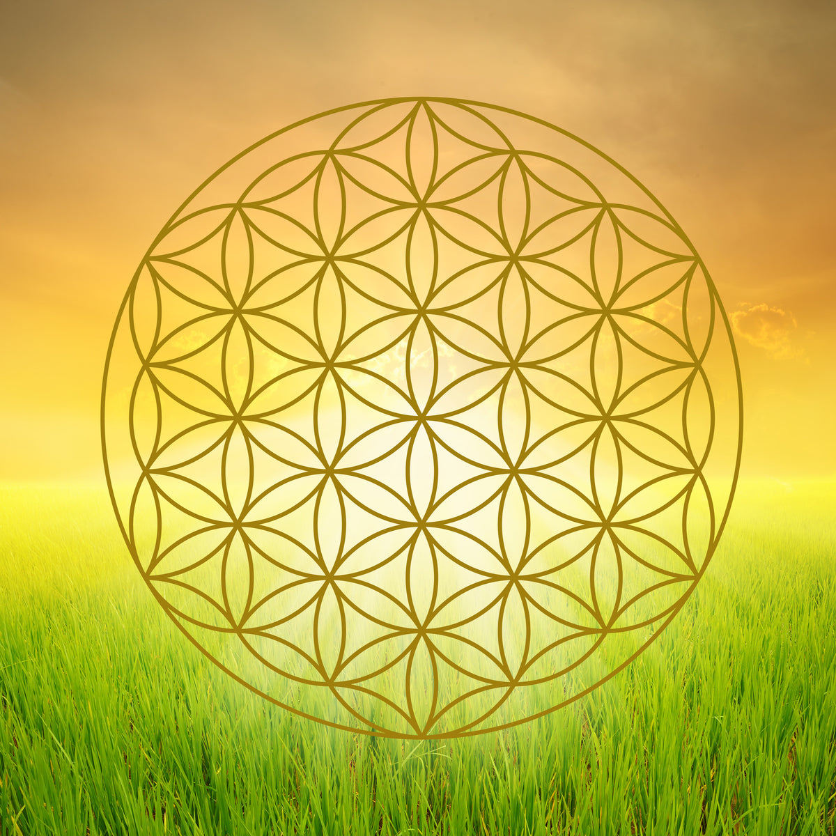 photo-wallpaper-flower-of-life-in-the-shining-field