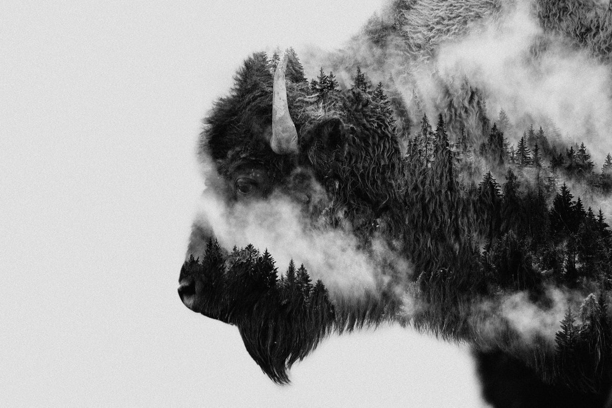 photo-wallpaper-bison-x