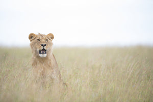 photo-wallpaper-young-lion